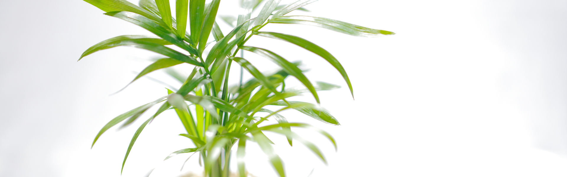 観葉植物